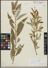 Foto von Salix alba L. x Salix fragilis L.